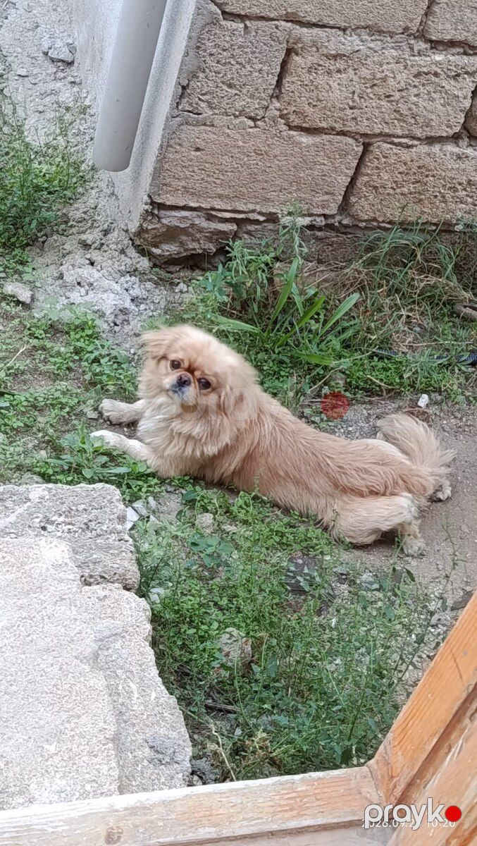 Pekines — Köpəklər, Bakı (2)