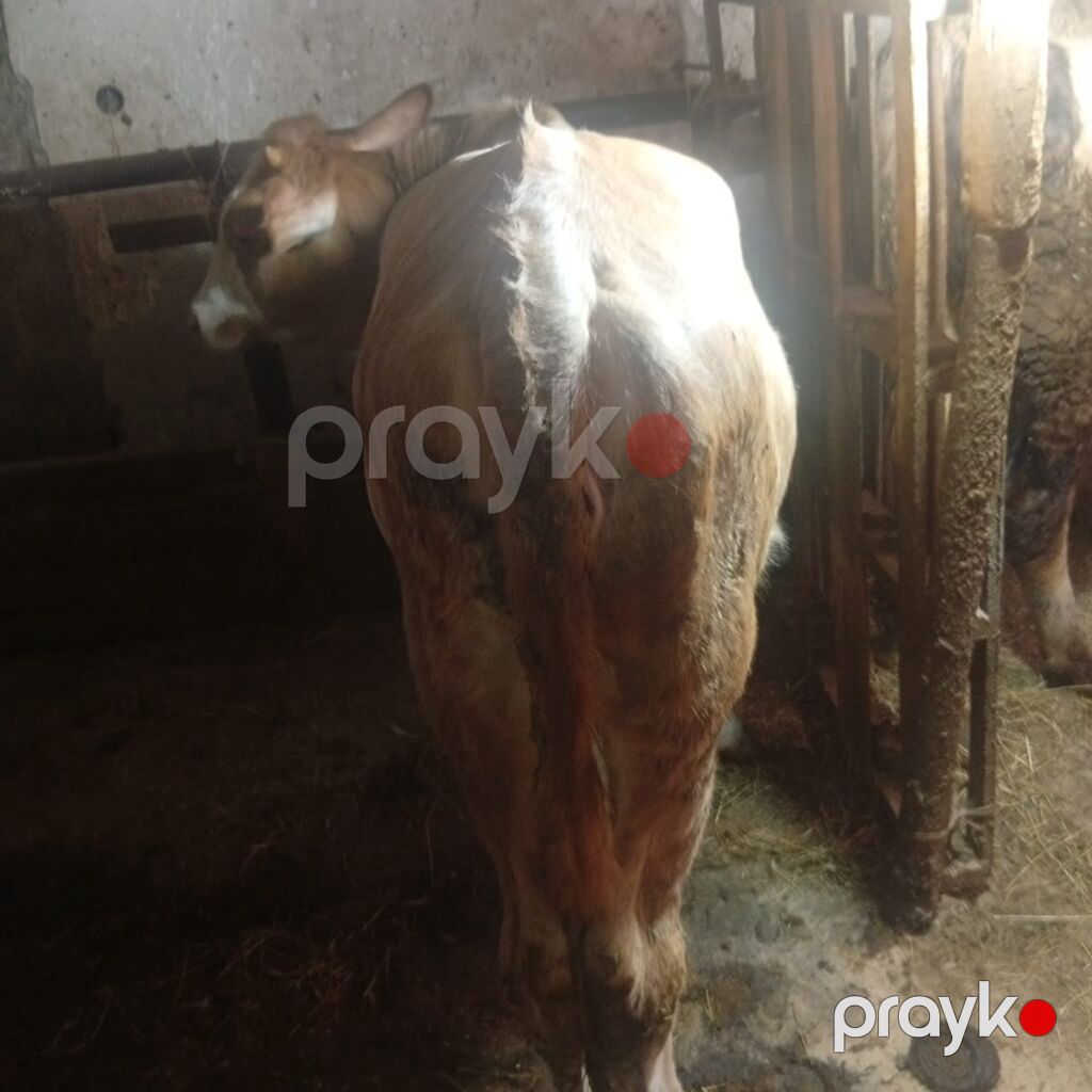 Dana, buzov, Dişi, ay: 1, Damazlıq — Kənd təsərrüfatı heyvanları, Digah (6)