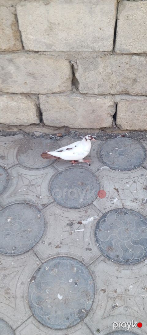 Göyərçinlər — Bakı