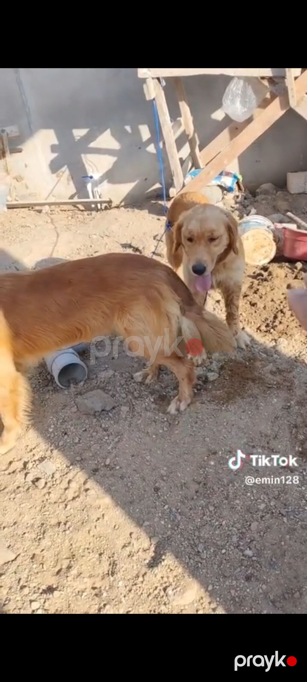 Retriever, Cütləşmə üçün — Köpəklər, Bakı (4)