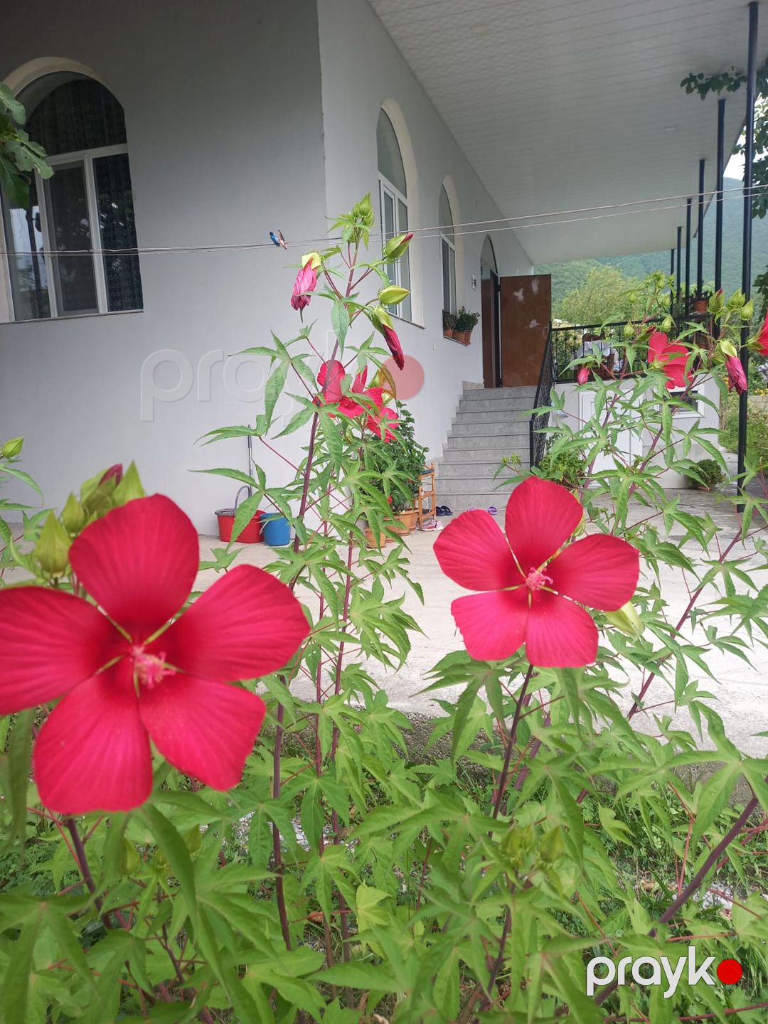 İcarə: Bağ, 120 m², Şəki Marxal yolu — Ev, villa (9)
