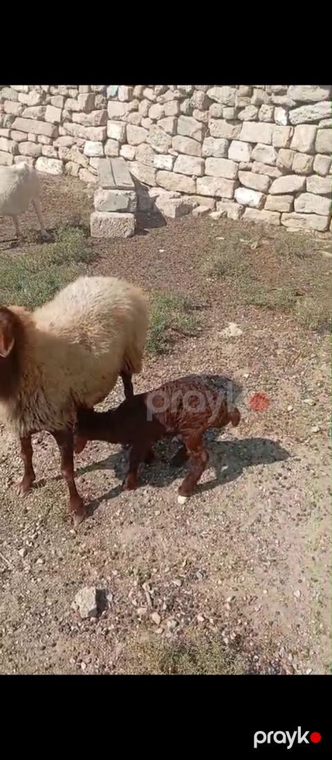 Balalı və boğaz qoyunlar — Bakı