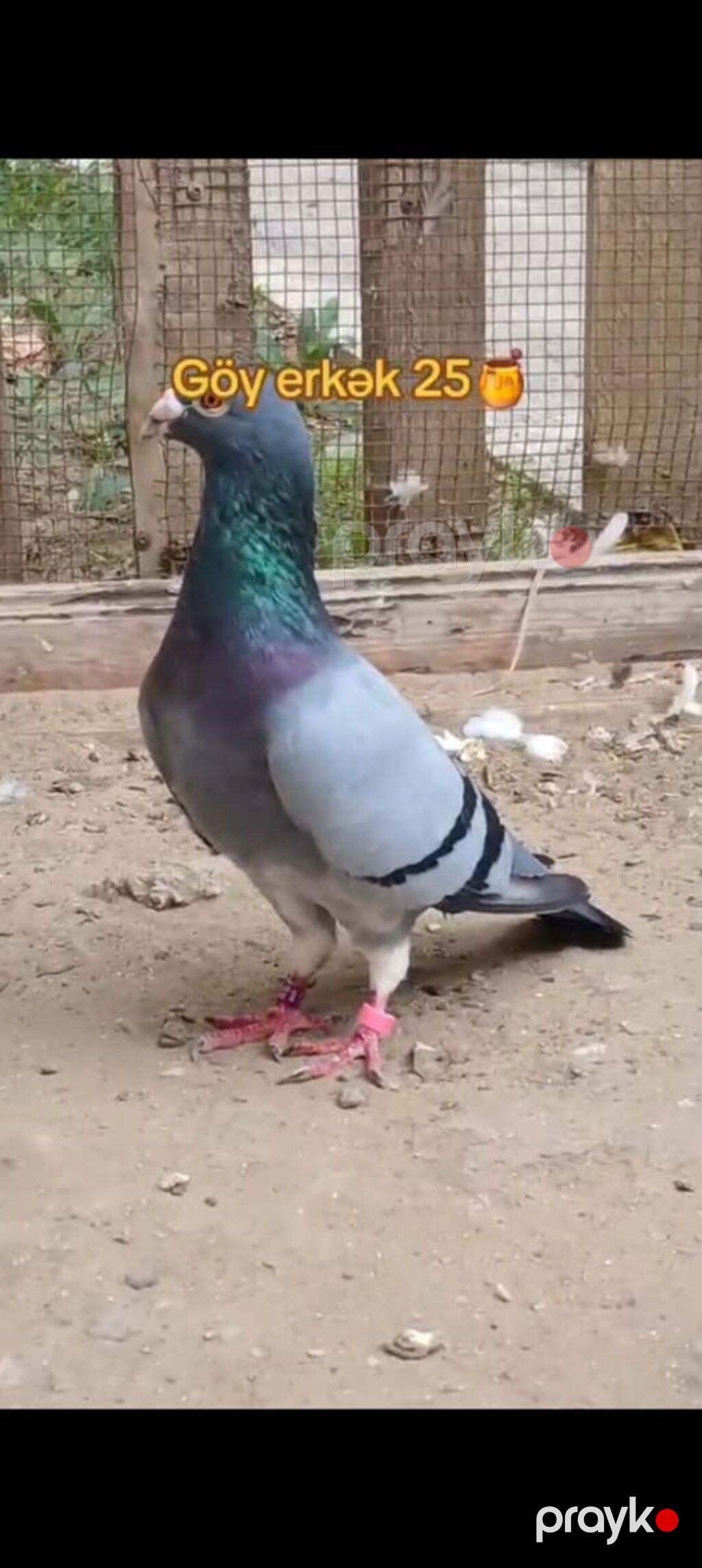 Pochta goyerchini 25 azn — Göyərçin, Bakı (3)