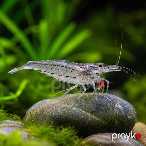 Amano kreveti — Bakı