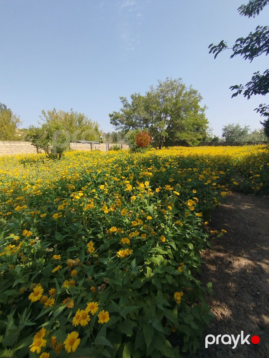 Satılır torpaq 10 sot — Torpaq, Bakı (10)
