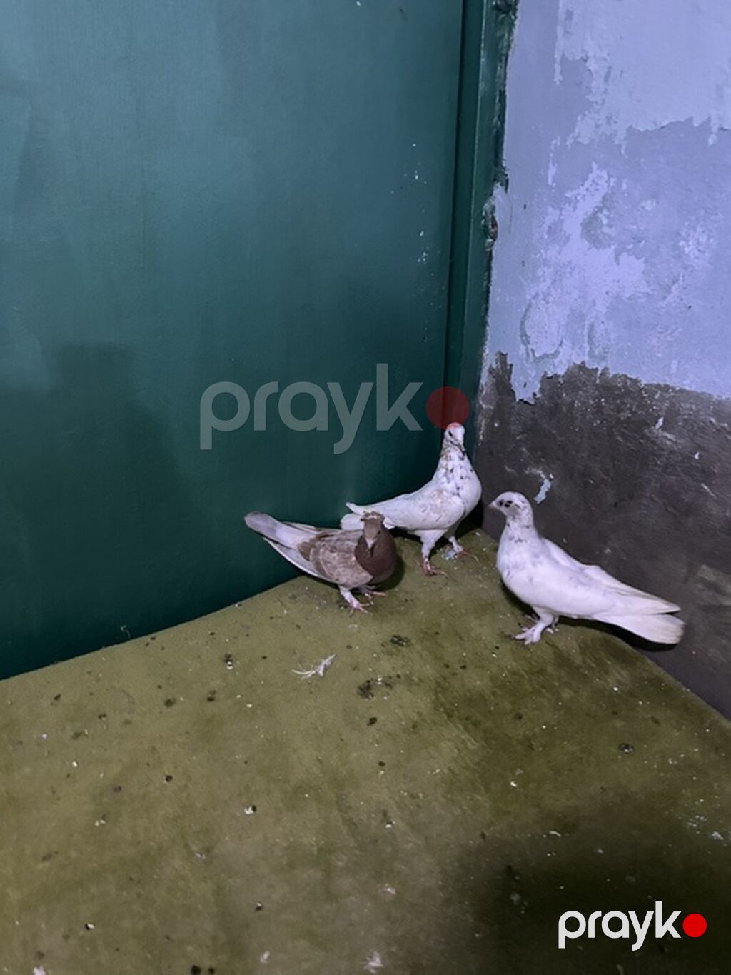 3 denesi 15 m — Göyərçin, Bakı (2)