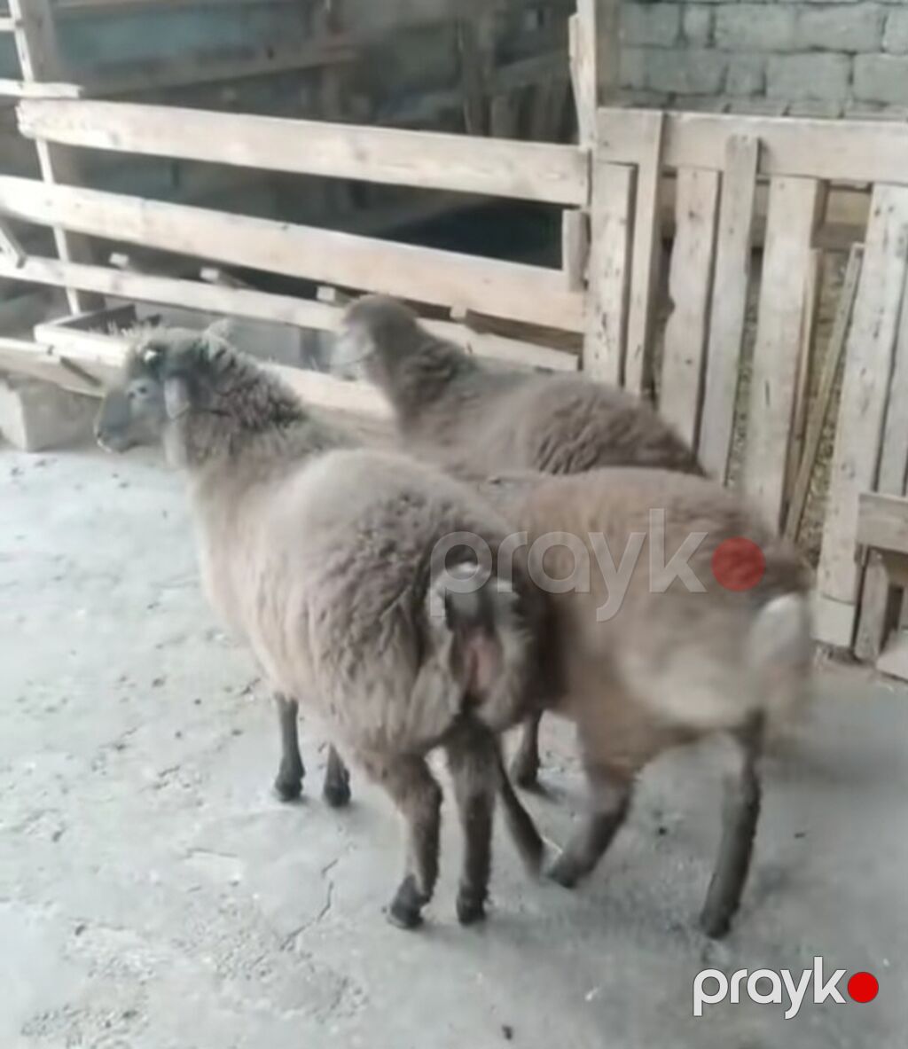 Qoyunlar – 3 baş - Cins: yerli yağlı quyruq (quyruqlu tip) — Kənd təsərrüfatı heyvanları, Salyan (5)