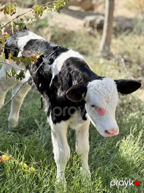 Erkək simmental buzov. Tam sağlamdır. 5 günlükdür. Super buzovdur — Sumqayıt
