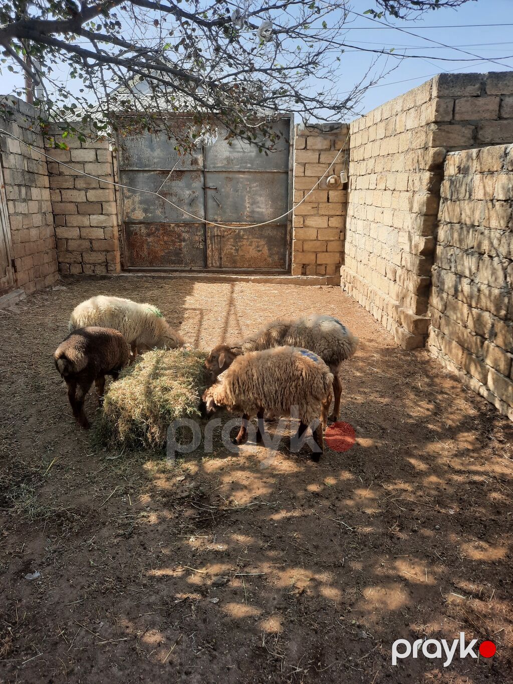 Məhsul: Qoyunlar (xırdabuynuzlu heyvanlar) Təsvir: - Şəkillərdə — Kənd təsərrüfatı heyvanları, Mehdiabad (4)