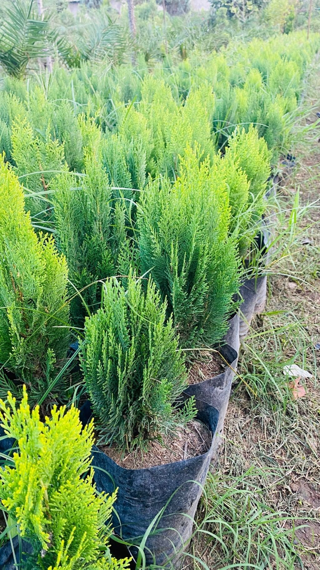 Thuja (konik/qədim kiparis) şitili – qara polietilen torbada — Bitkilər, Astara (3)