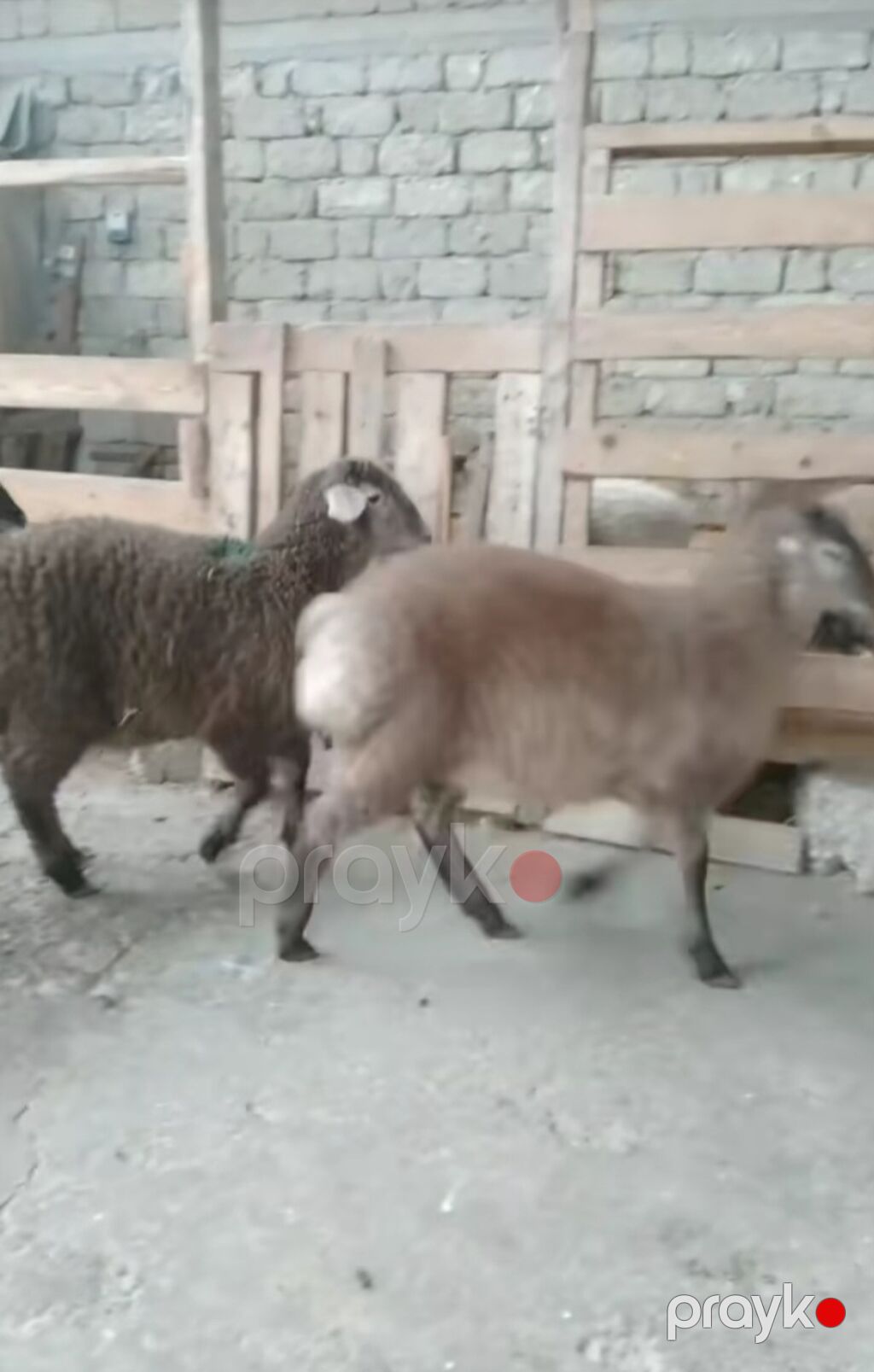 Qoyunlar – 3 baş - Cins: yerli yağlı quyruq (quyruqlu tip) — Kənd təsərrüfatı heyvanları, Salyan (4)