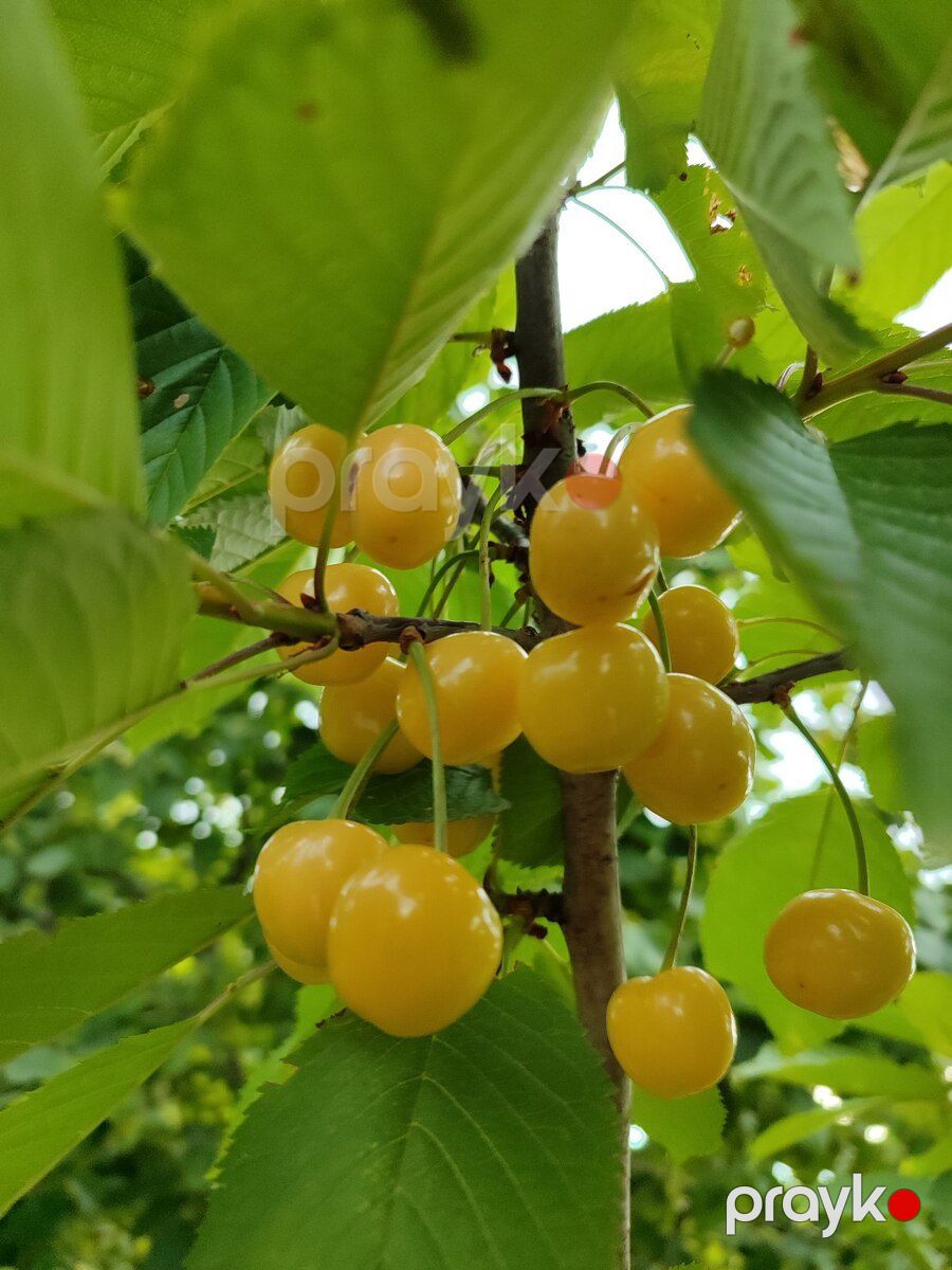 10 sot torpaq sahəsi, Xaçmaz r — Torpaq, Xaçmaz (8)