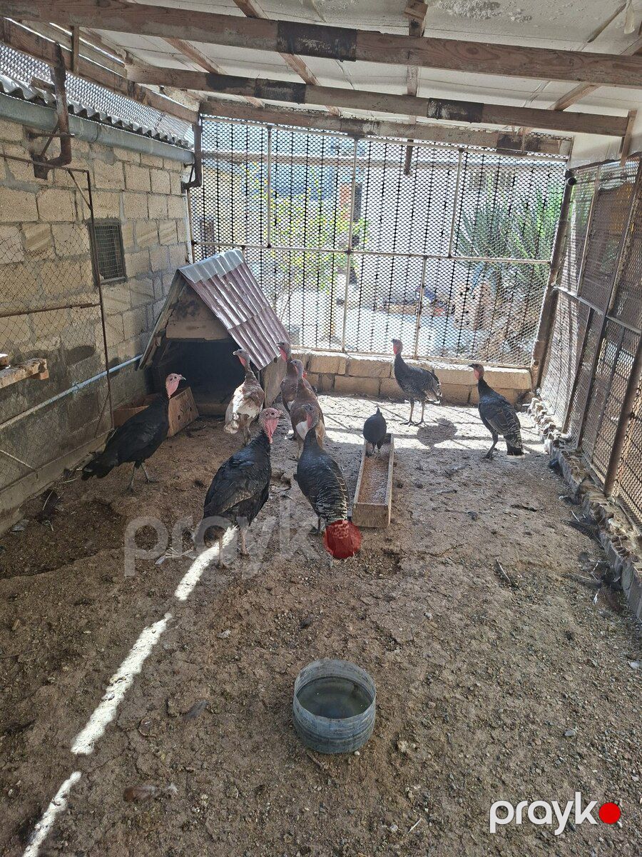 Lal ördək — Kənd təsərrüfatı heyvanları, Bakı (6)