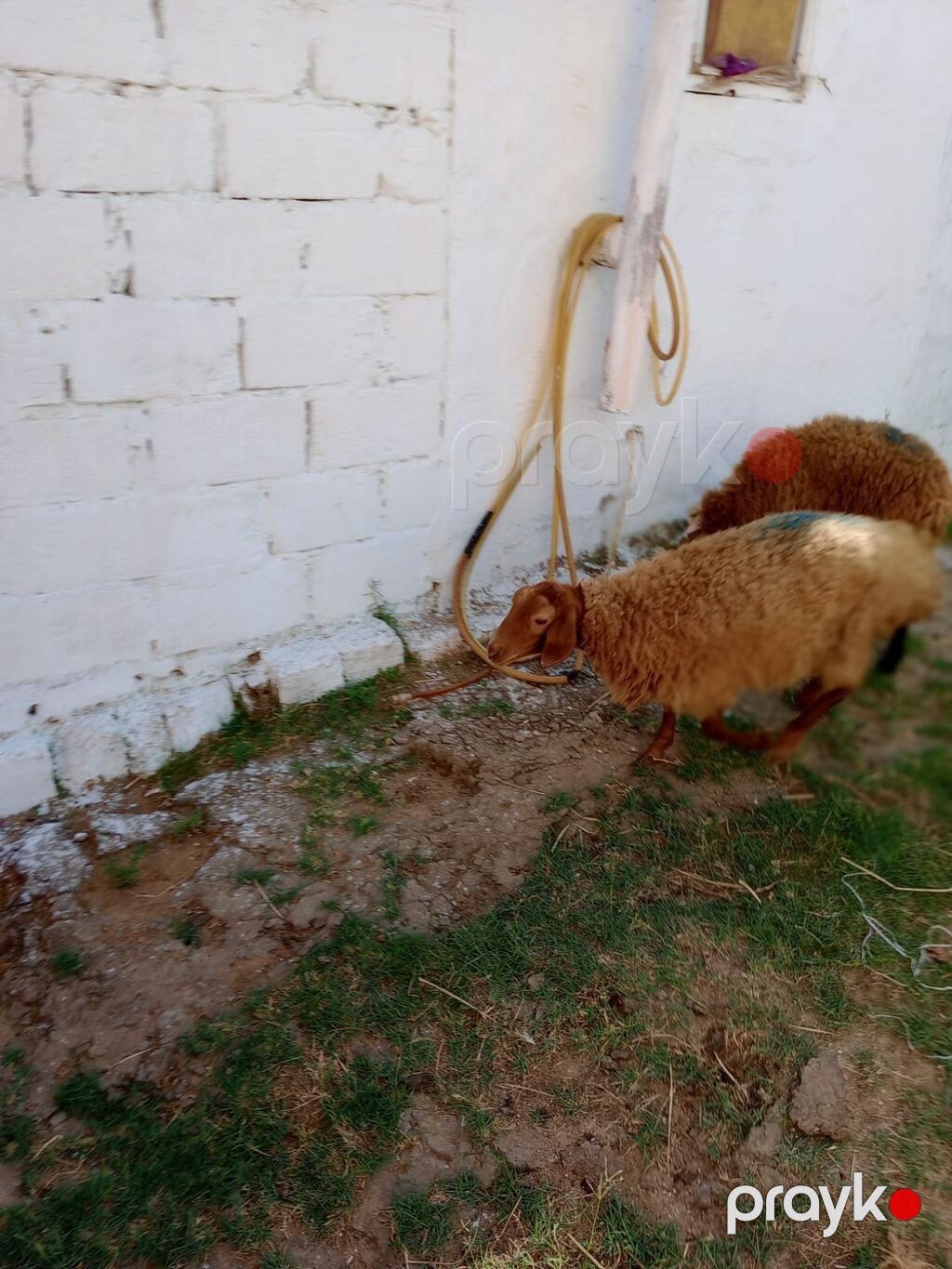 2 dene dişi quzu cütü 460 manata real alıcıya endirim olacaq tam — Kənd təsərrüfatı heyvanları, Xırdalan (6)
