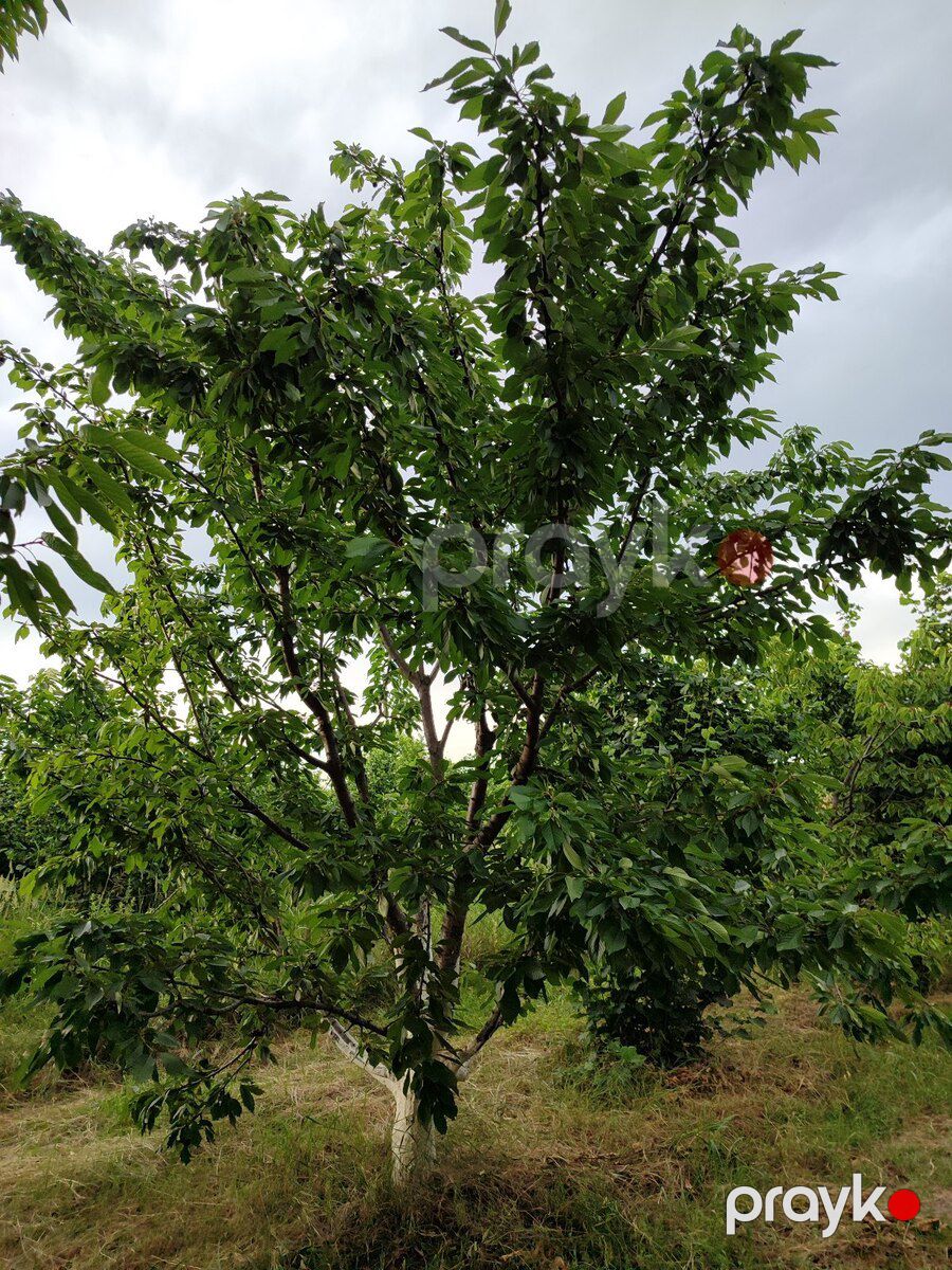 10 sot torpaq sahəsi, Xaçmaz r — Torpaq, Xaçmaz (5)