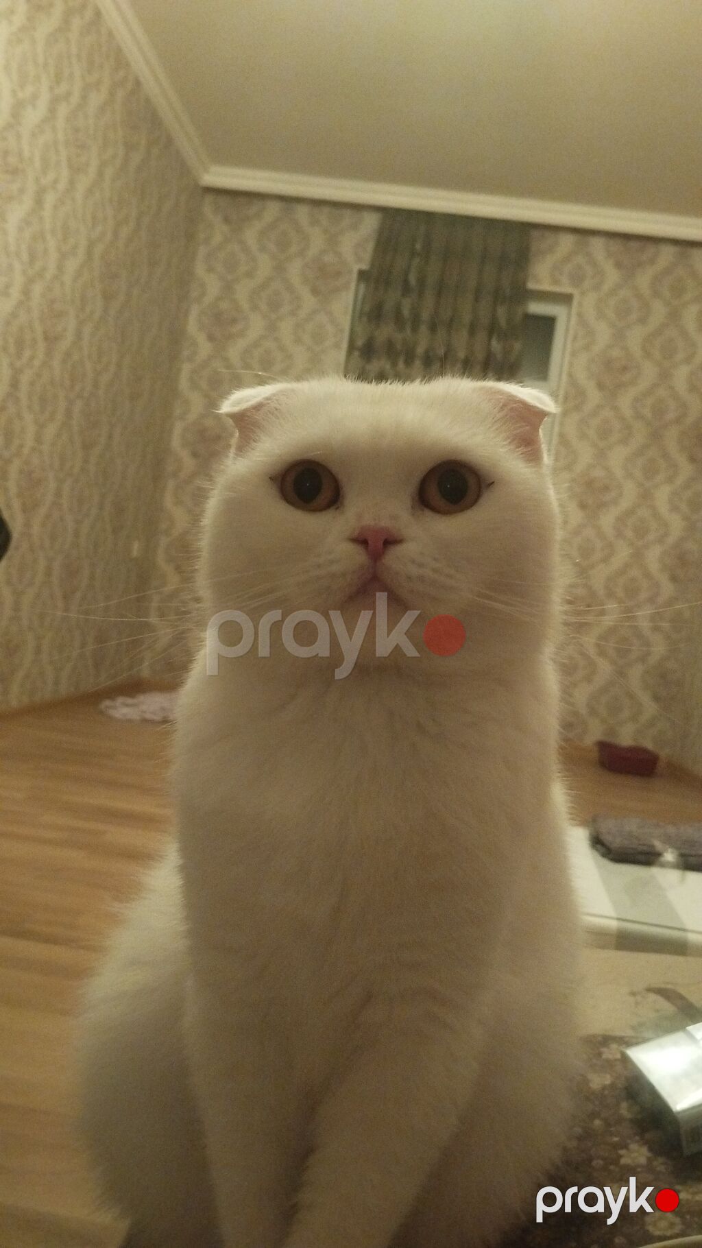 Şotland yastı qulaq — Pişiklər, Sumqayıt (2)