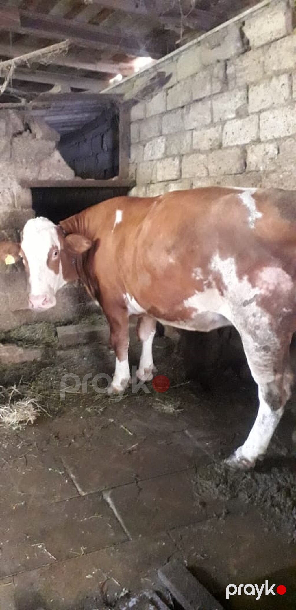 Cəmi 2 qarın doğmuş cavancins maldi və kök-iridi Maşallah Nömrenin — Kənd təsərrüfatı heyvanları, Bakı (2)