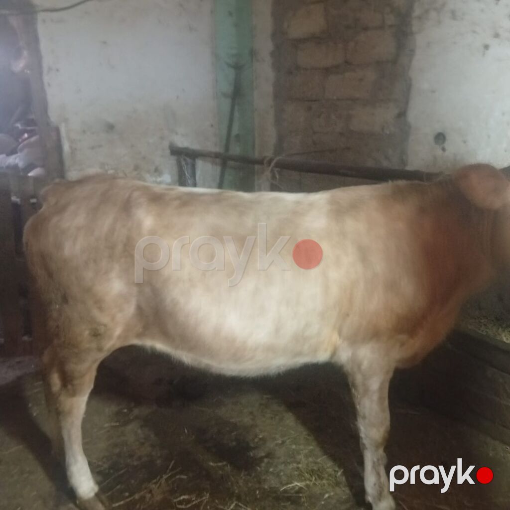 Dana, buzov, Dişi, ay: 1, Damazlıq — Kənd təsərrüfatı heyvanları, Digah (5)