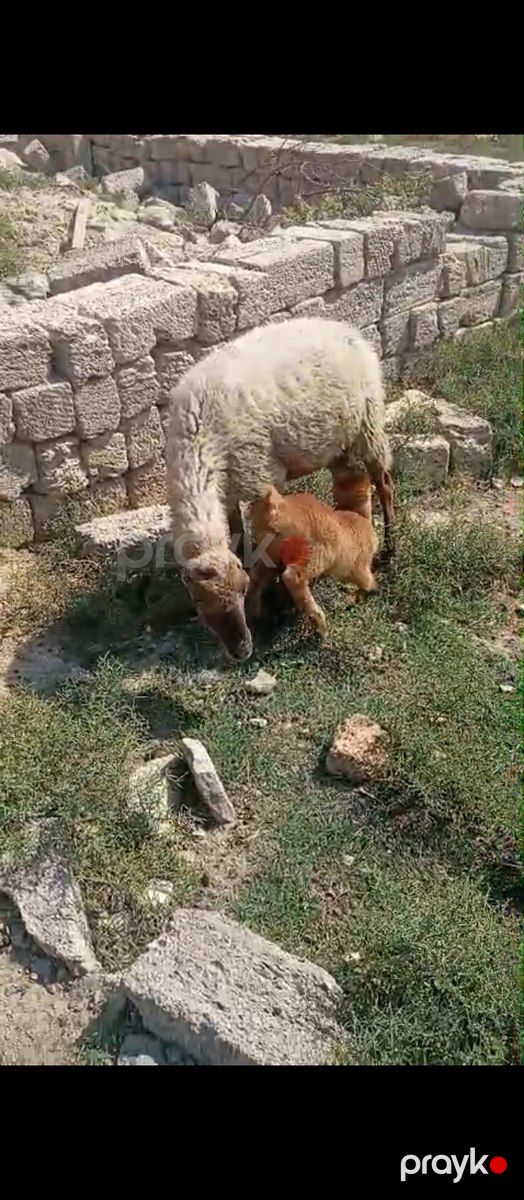 Balalı və boğaz qoyunlar — Kənd təsərrüfatı heyvanları, Bakı (5)