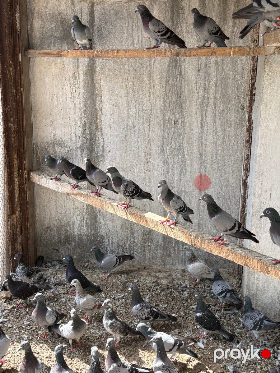 Göyərçinlər — Quşlar, Bakı (6)