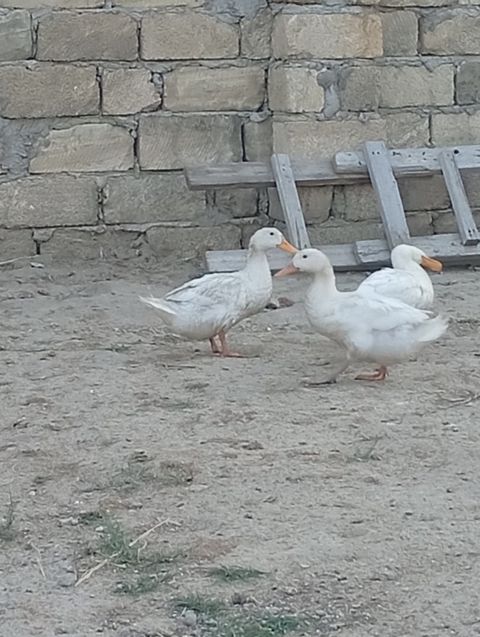 Ördəklər — Birds
