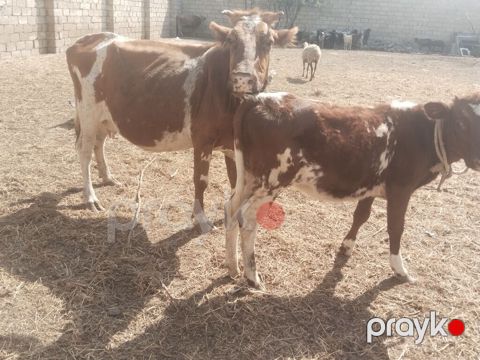 Salam tam saglam ana balali inekdir isdeyen elaqe saxlasin — Digah