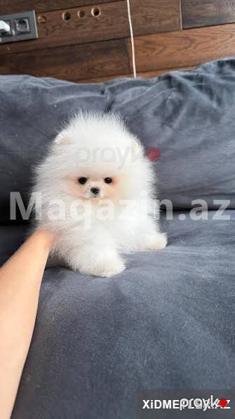 Mini pomerian Spitz balasi satlir — Bakı