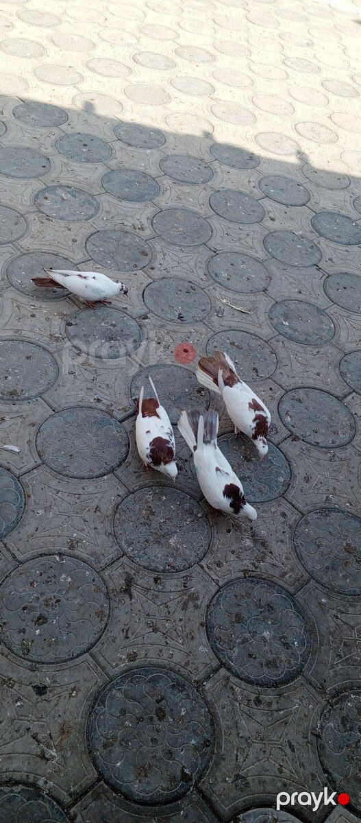 Göyərçinlər — Quşlar, Bakı (6)