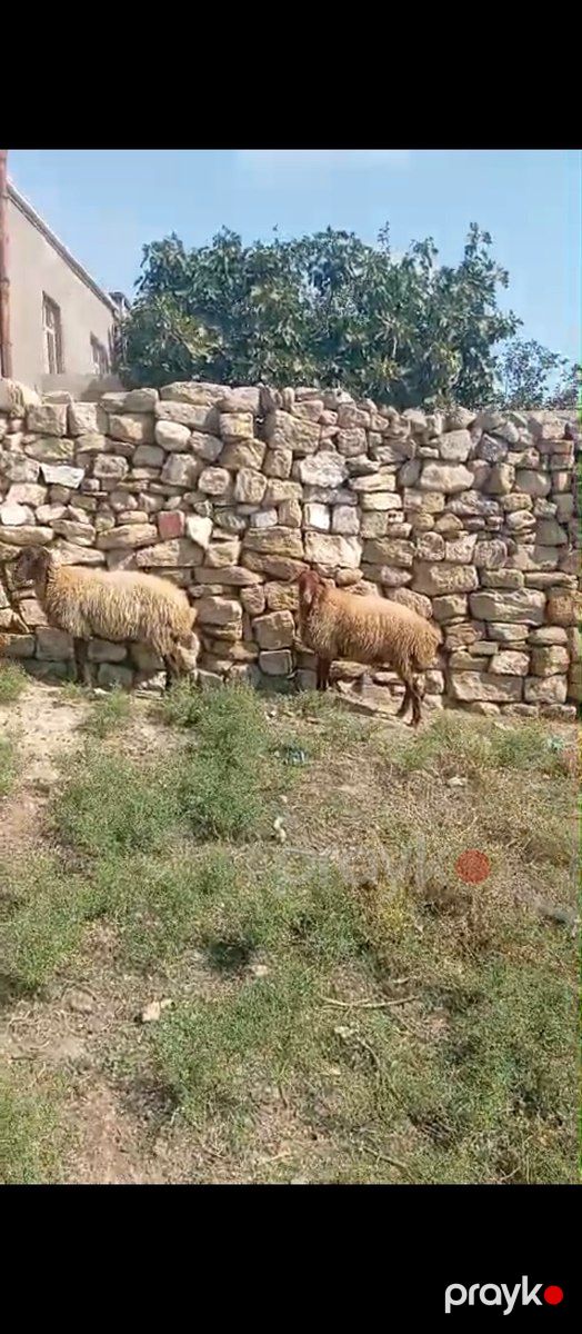 Balalı və boğaz qoyunlar — Kənd təsərrüfatı heyvanları, Bakı (11)