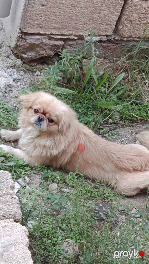 Pekines — Bakı