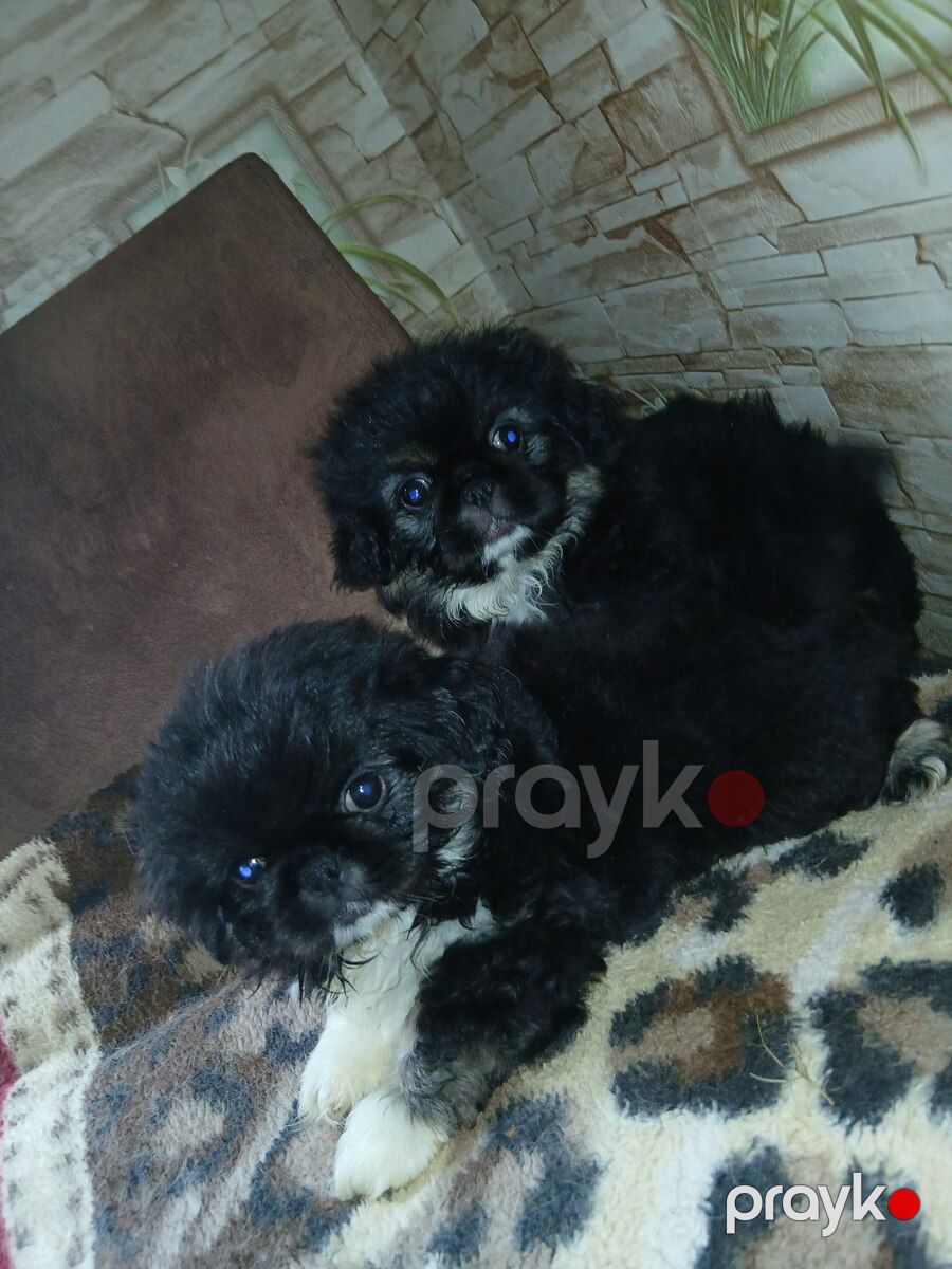 Karlık pekines balası — Köpəklər, Sumqayıt (4)