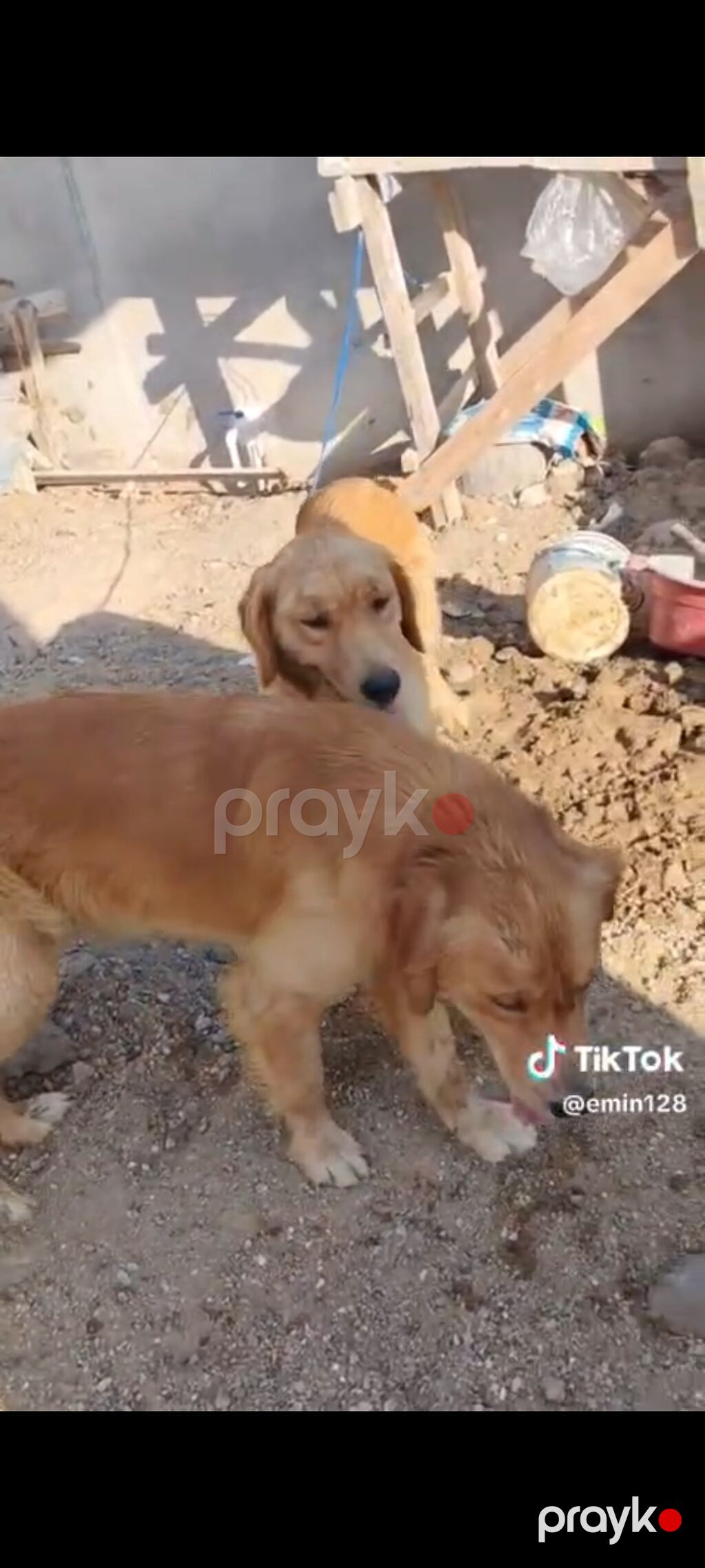 Retriever, Cütləşmə üçün — Köpəklər, Bakı (3)