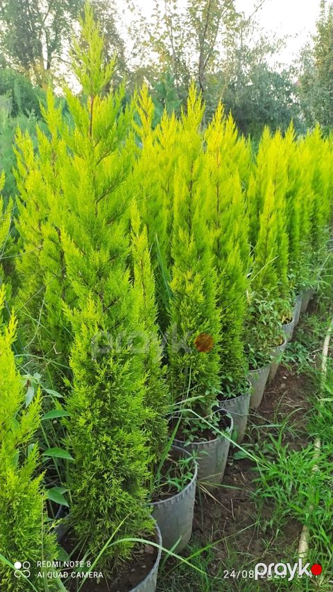 Qızılı tuya (Thuja occidentalis ‘Smaragd/Golden’ tipli) fidanları — Astara
