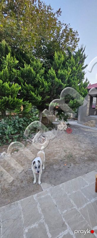 4 otaqlı Bağ evləri, Satış, Bakı, Xəzər, Koroğlu — Ev, villa, Bakı (5)