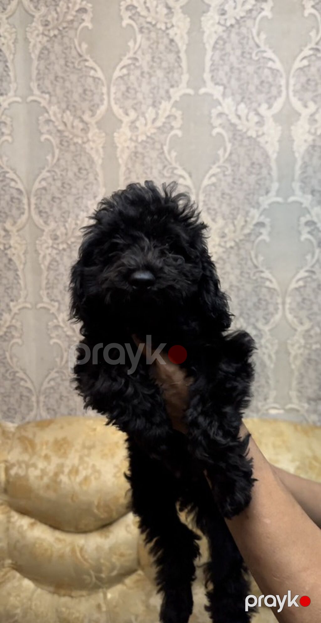 Pudel, 3 ay, Erkək, Peyvəndli, Ünvandan götürmə, Ödənişli çatdırılma — Köpəklər, Bakı (2)