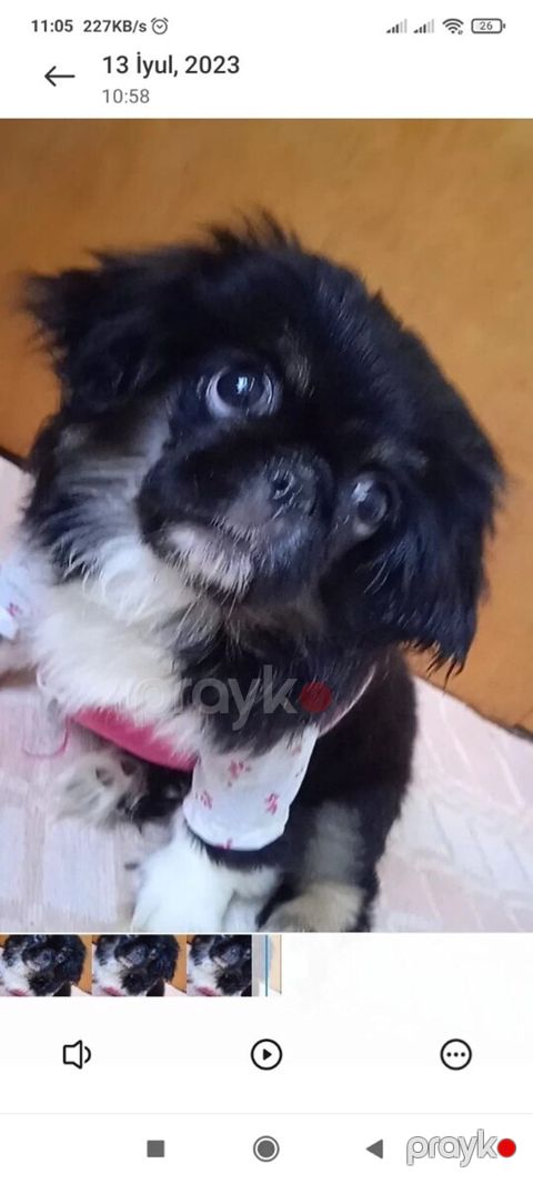 Karlık pekines balası — Sumqayıt