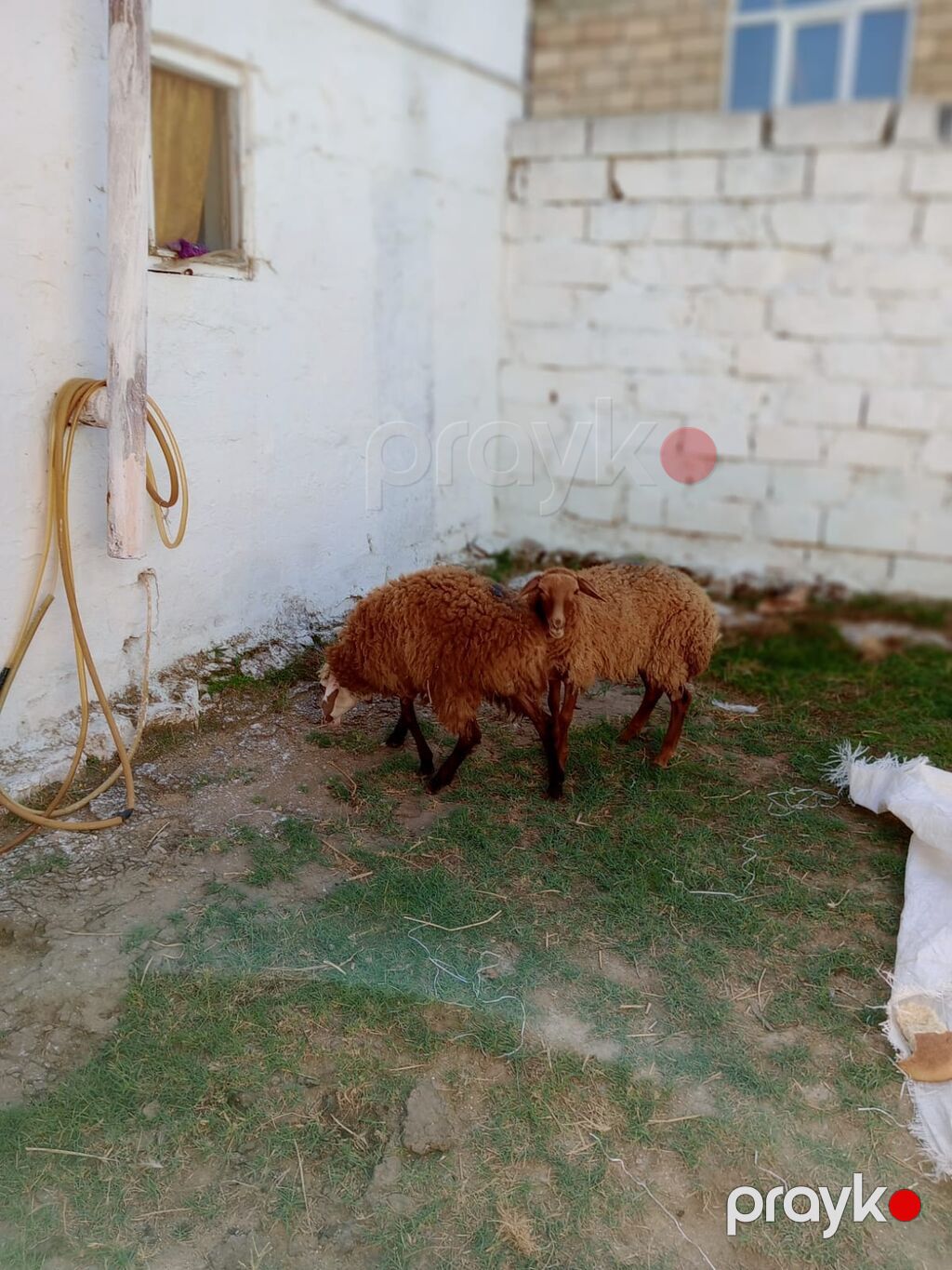 2 dene dişi quzu cütü 460 manata real alıcıya endirim olacaq tam — Kənd təsərrüfatı heyvanları, Xırdalan (4)