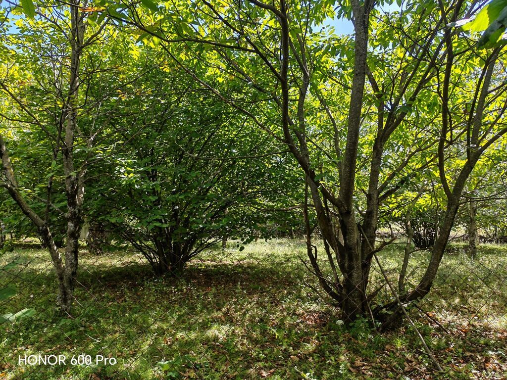 For sale: land, 7 sot — Torpaq, Qəbələ