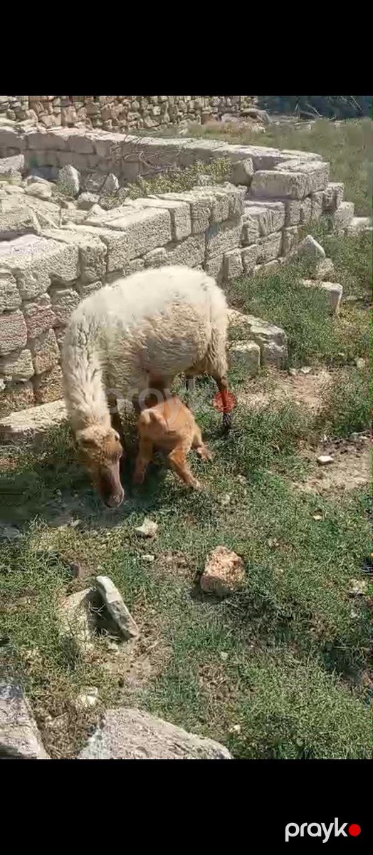 Balalı və boğaz qoyunlar — Kənd təsərrüfatı heyvanları, Bakı (2)