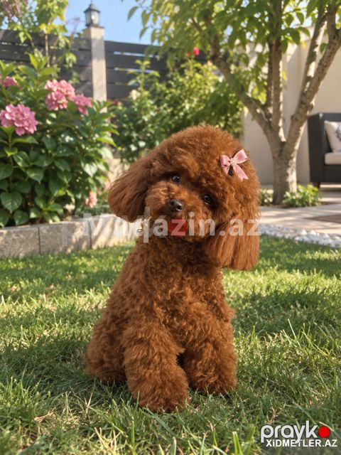Mini toy pudel balasi bala — Bakı