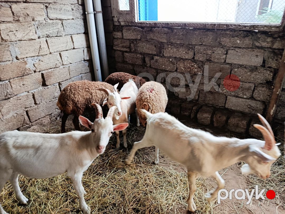 Quzular cəpislər — Kənd təsərrüfatı heyvanları, Bakı (6)