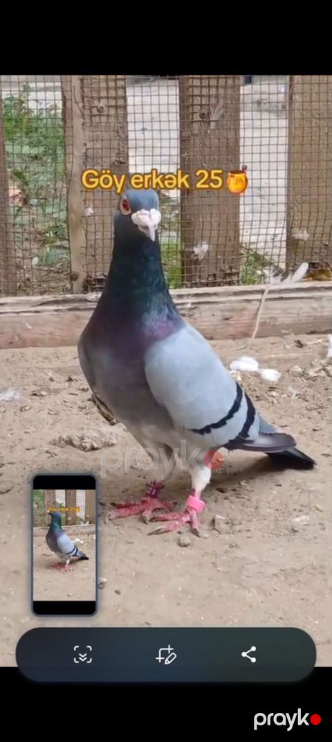 Pochta goyerchini 25 azn — Bakı