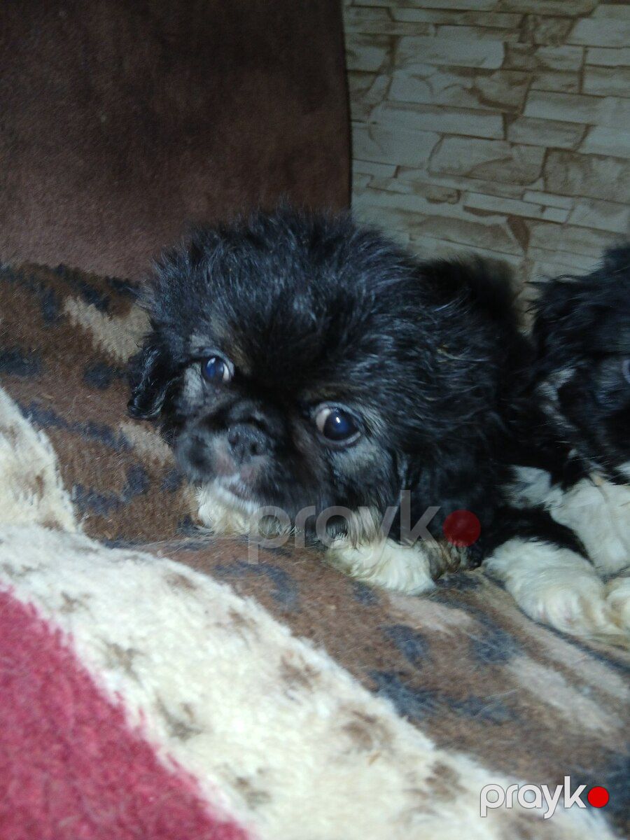 Karlık pekines balası — Köpəklər, Sumqayıt (9)
