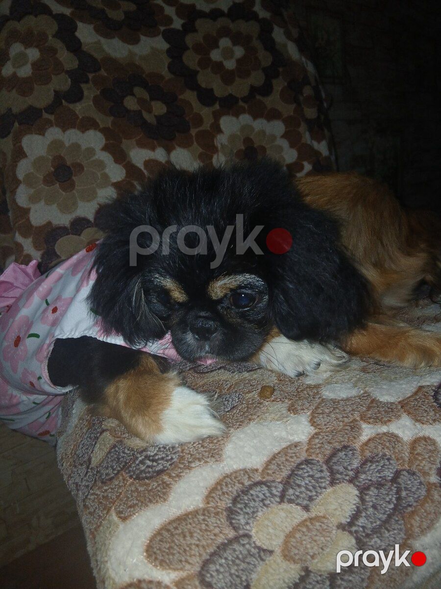 Karlık pekines balası — Köpəklər, Sumqayıt (12)
