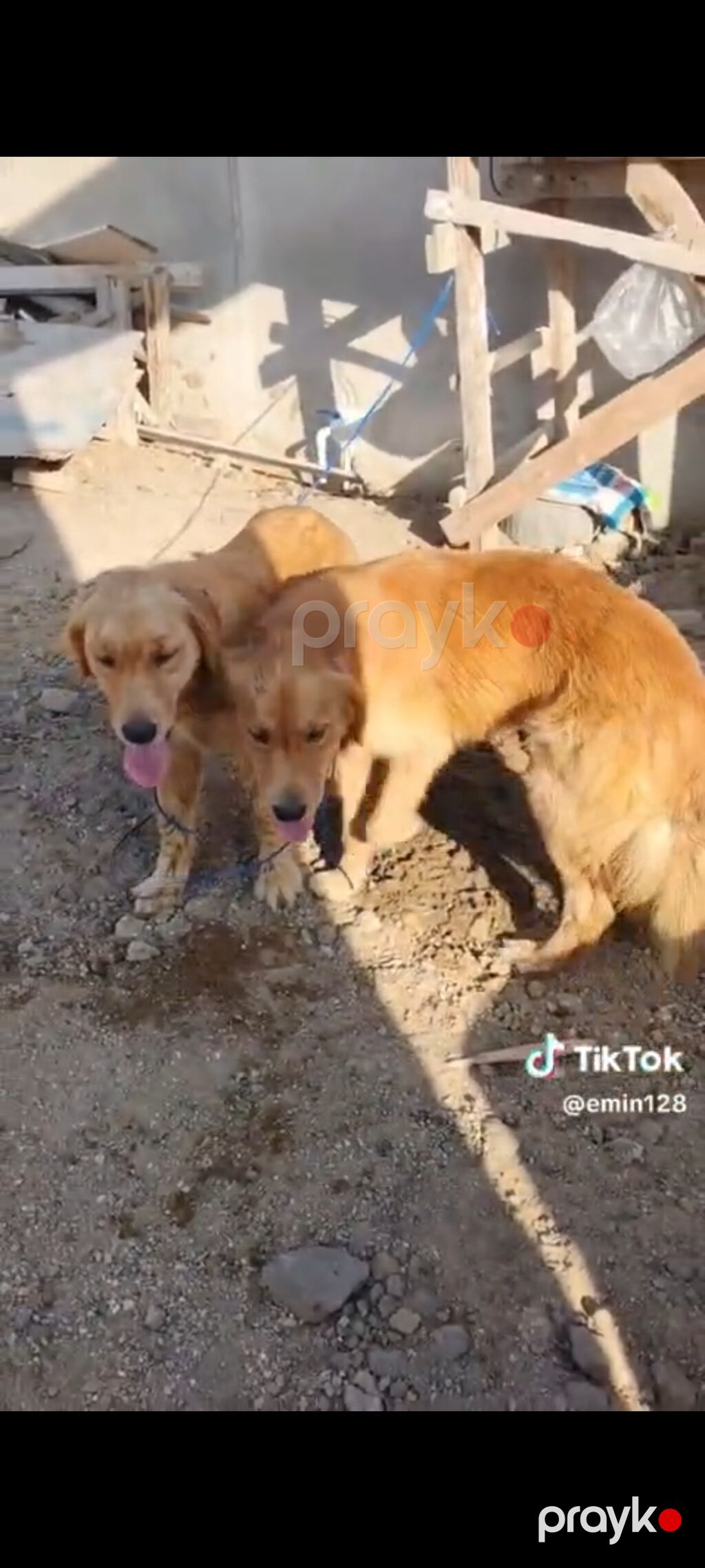 Retriever, Cütləşmə üçün — Köpəklər, Bakı (2)