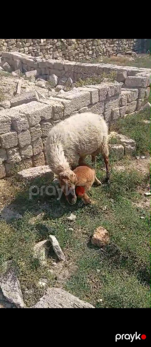 Balalı və boğaz qoyunlar — Kənd təsərrüfatı heyvanları, Bakı (3)