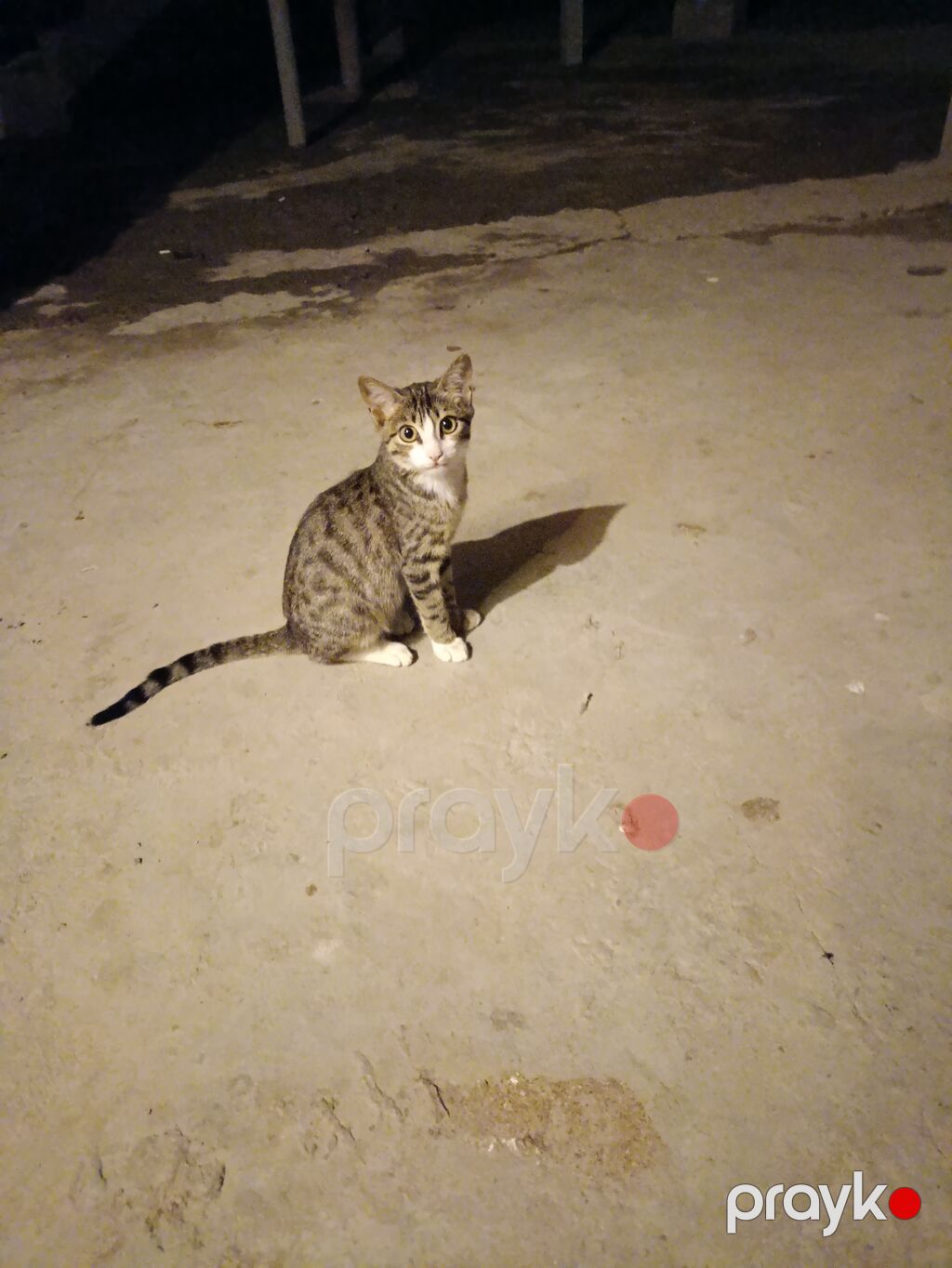 Ev pişiyi – zolaqlı (tükləri boz-qəhvəyi naxışlı), sinə və pəncələrdə — Pişiklər, Sabirabad (2)