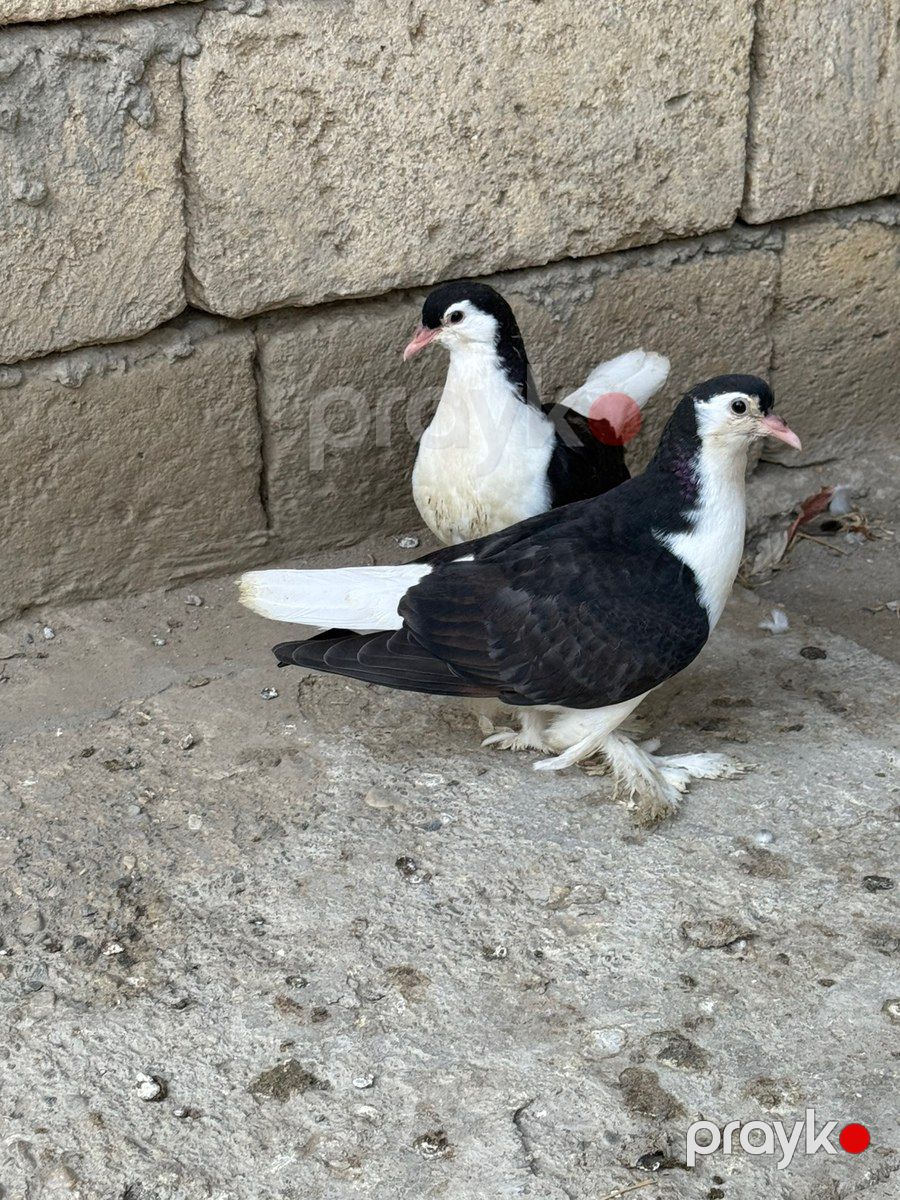 Göyərçinlər — Quşlar, Bakı (2)