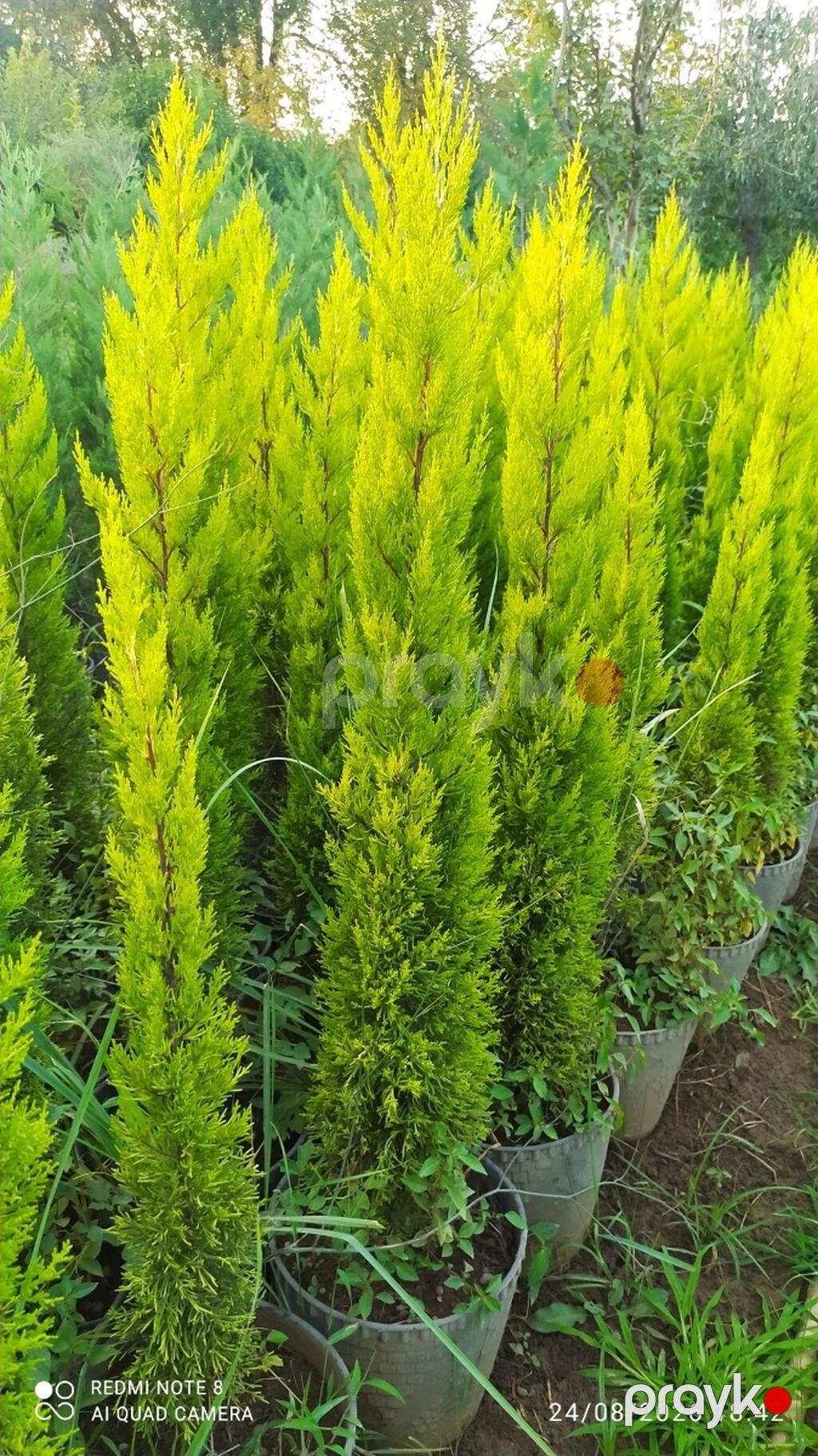 Qızılı tuya (Thuja occidentalis ‘Smaragd/Golden’ tipli) fidanları — Bitkilər, Astara (2)
