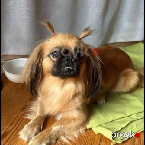 Pekines, Ünvandan götürmə — Bakı